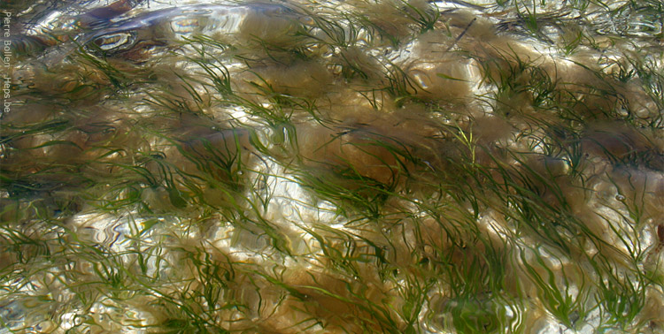 Iles de Glnan, balet d'algues au fond de l'eau 