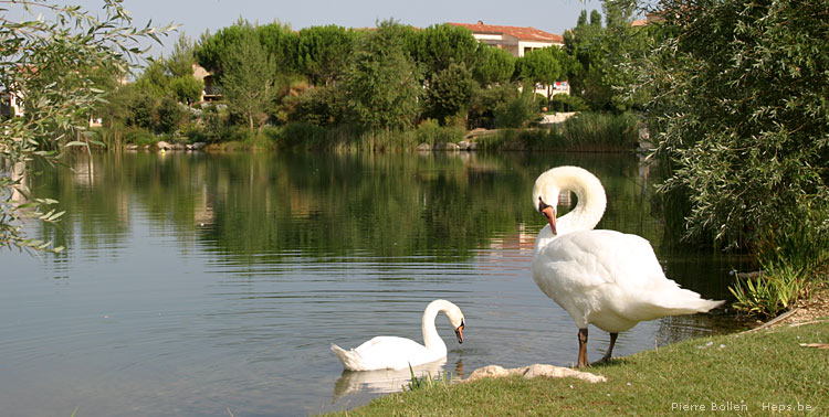 Cignes (Pont Royal - France)