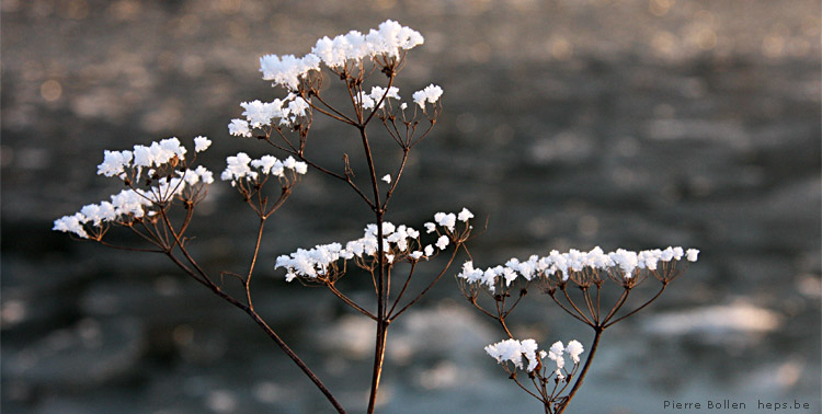 Des fleurs ?  Non, des flocons de neige !