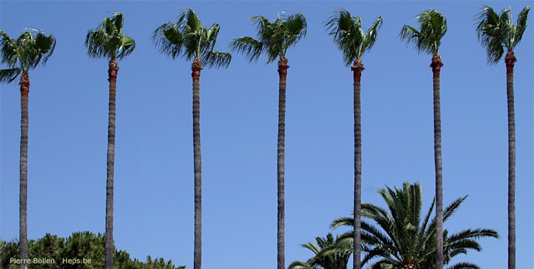 Palmiers (Canne - France)